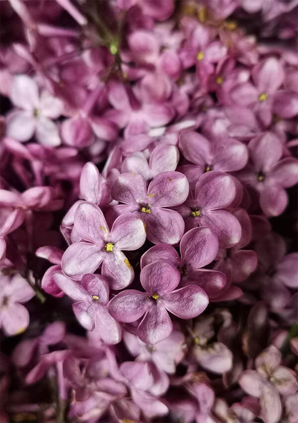 Confiture de fleur de Lilas - Les Délices Orsatus Confitures et Délices de  Fleurs