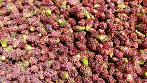 Confiture de Fleur de Mélèze 90 g – Image 9